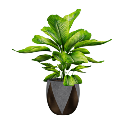 花叶万年青植物盆景3D模型（OBJ,FBX,MAX）