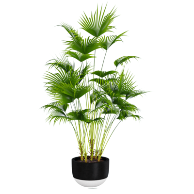 棕榈植物盆景3D模型（OBJ,FBX,MAX）