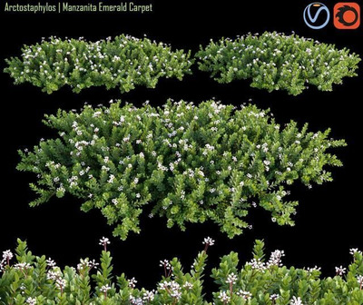 开花的熊果属灌木丛3D模型（OBJ,FBX,MAX）