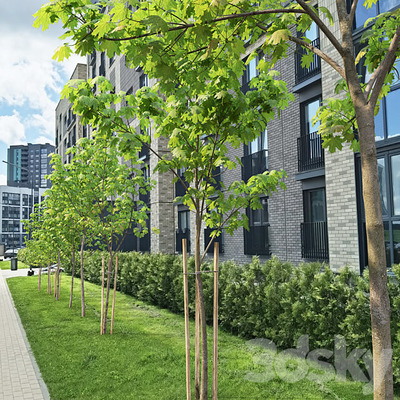 街边的枫树3D模型（OBJ,FBX,MAX）