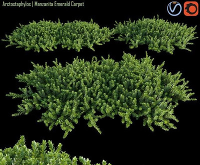 熊果属常绿灌木丛3D模型（OBJ,FBX,MAX）