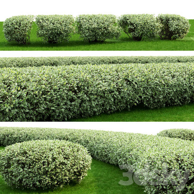 山茱萸灌木丛3D模型（OBJ,FBX,MAX）