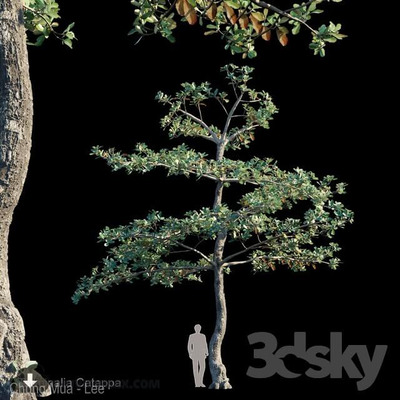 榄仁树3D模型（FBX,MAX）