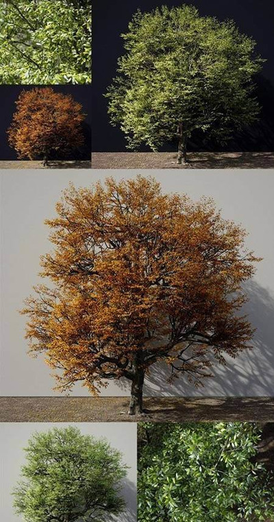 夏天和秋天的树3D模型（FBX,MAX）