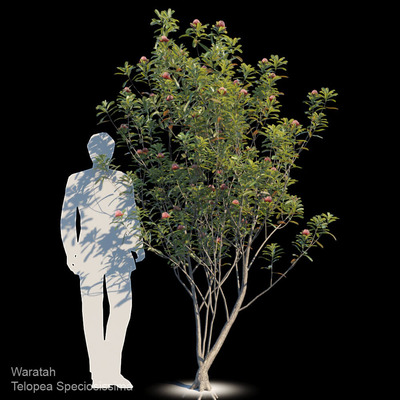 澳洲特洛皮Waratah花树3D模型（FBX,MAX）