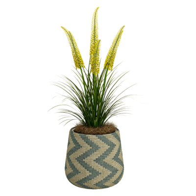 常绿室内植物盆景3D模型（OBJ,FBX,MAX）