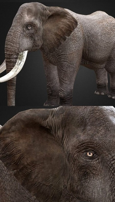 大象3D模型（OBJ,FBX,Blend）