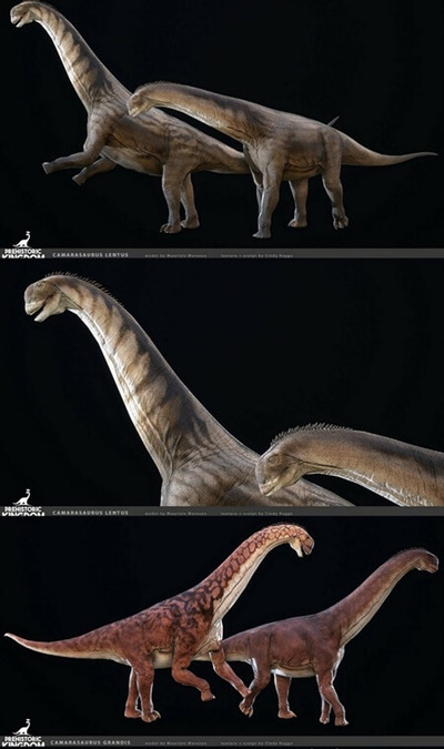 圆顶龙3D模型（OBJ,FBX,MAX）