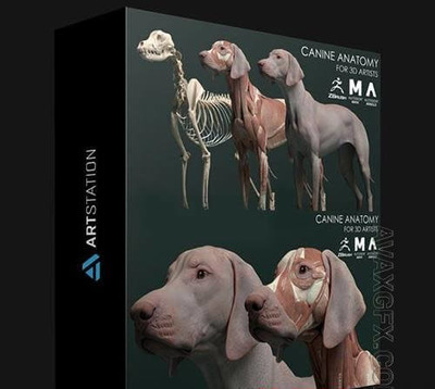 狗的完整解剖3D模型 (FBX,ZTL)