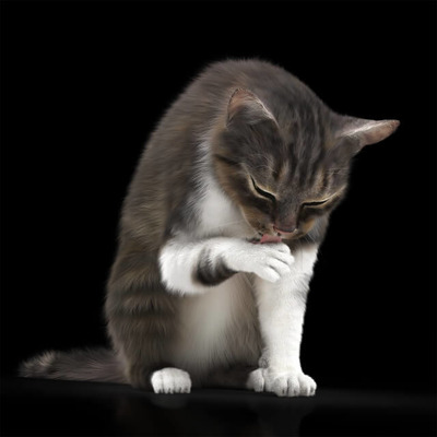 舔手的花猫3D模型（OBJ,FBX,MAX）