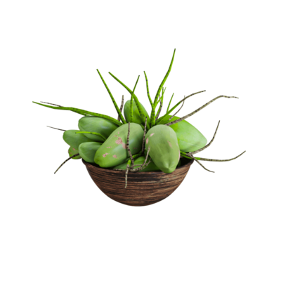 木碗中的椰子3D模型（OBJ,FBX,MAX）