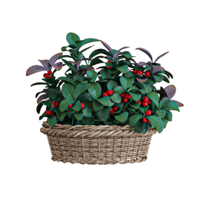 一篮白珠树属植物盆景3D模型（OBJ,FBX,MAX）