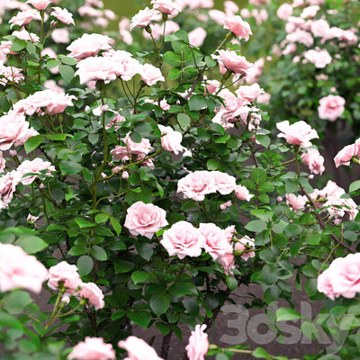玫瑰花丛3D模型（FBX,MAX）