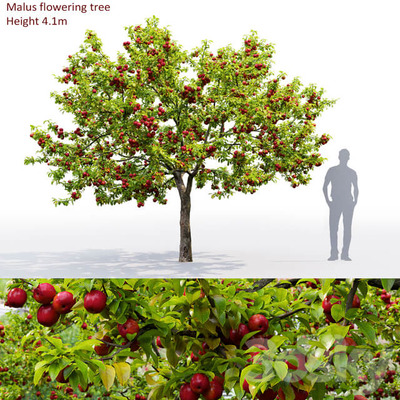 苹果树3D模型（OBJ,MAX）
