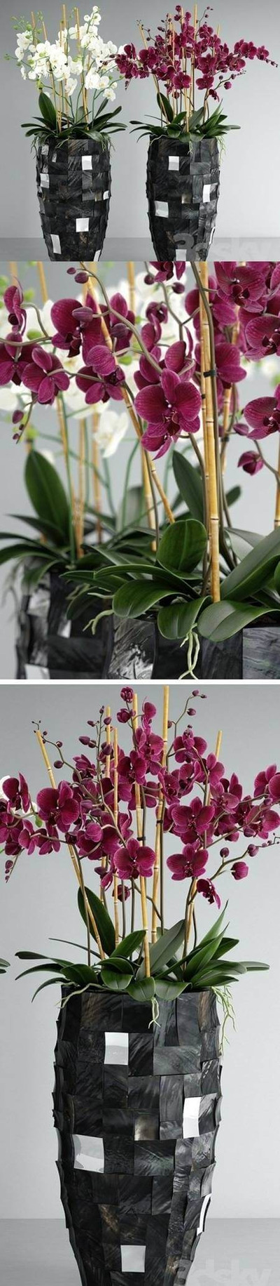 花盆中的白色和紫色兰花3D模型（FBX,MAX）