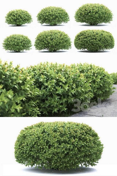 绣线菊3D模型（OBJ,FBX,MAX）