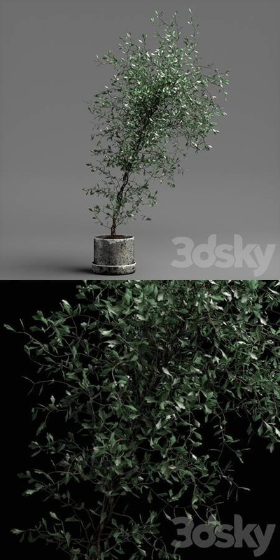 绿树植物盆景3D模型（OBJ,FBX,MAX）
