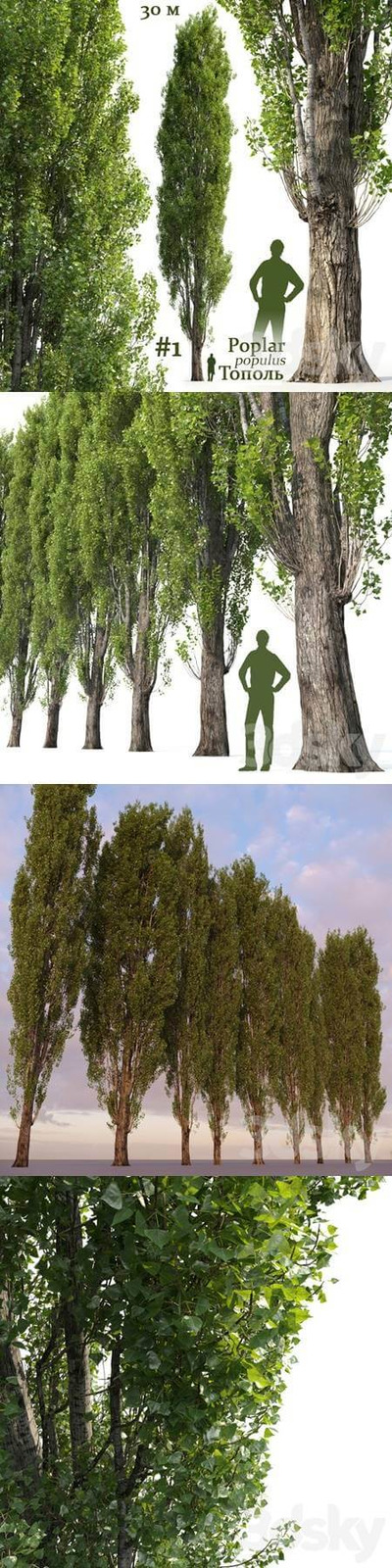 白杨树3D模型（OBJ,FBX,MAX）