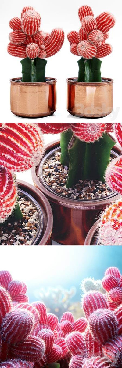 红色仙人掌盆景3D模型（FBX,MAX）