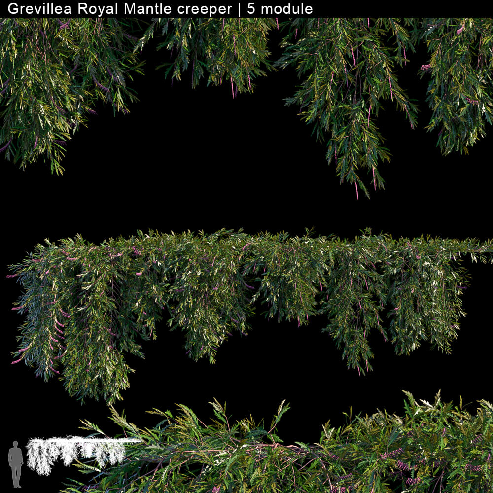 Grevillea Royal Mantle爬行植物3D模型（FBX,MAX）