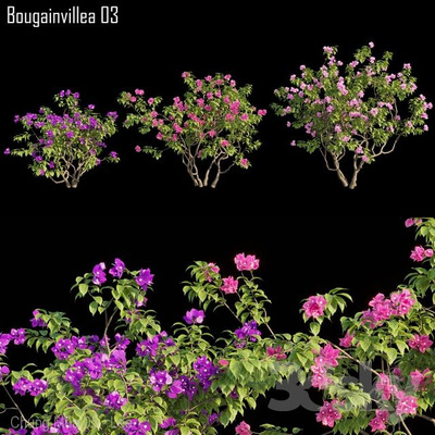 开满紫色花朵的九重葛3D模型（FBX,MAX）