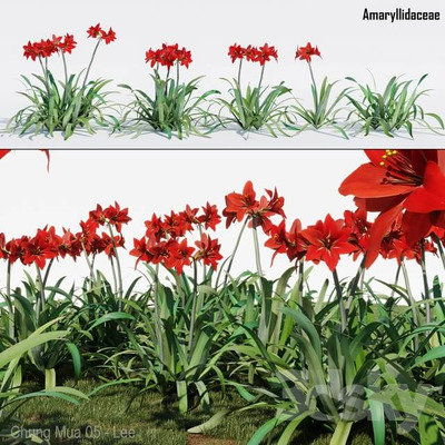 开红色鲜花的石蒜科植物3D模型（FBX,MAX）