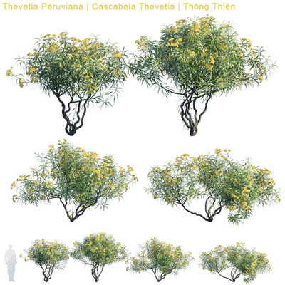 Thevetia Peruviana开花的黄花夹竹桃树3D模型（FBX,MAX）