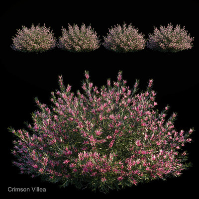 Crimson villea开满粉色花朵的灌木3D模型（FBX,MAX）