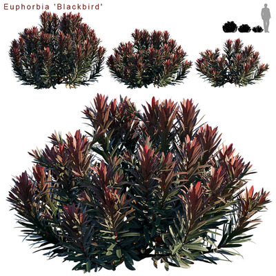 Euphorbia Blackbird大戟植物灌木3D模型（FBX,MAX）