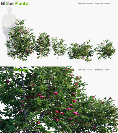 Camellia sasanqua开紫色花朵的茶梅3D模型（MAX）