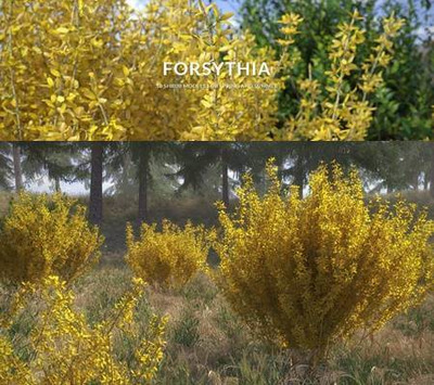 多组不同大小和形态的连翘灌木3D模型（MAX）