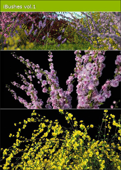 多种灌木和开花灌木合集3D模型（MAX）