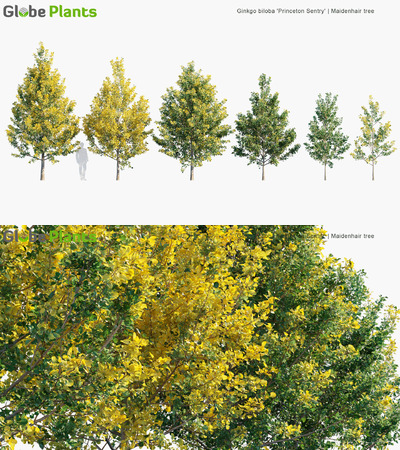 Ginkgo biloba Princeton Sentry银杏科植物3D模型（MAX）