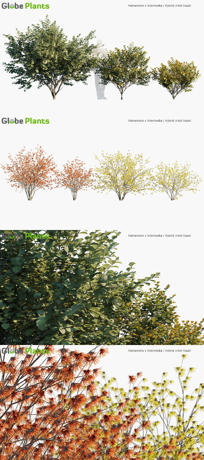 Hamamelis x Intermedia金缕梅植物3D模型（MAX）