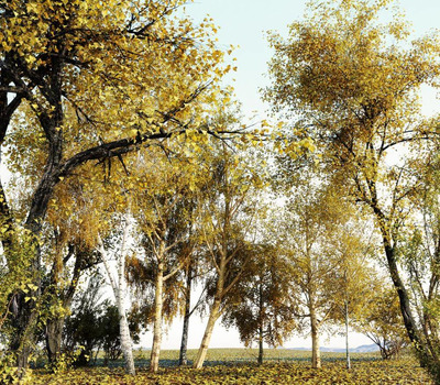 多组秋天的树和灌木合集3D模型（MAX）