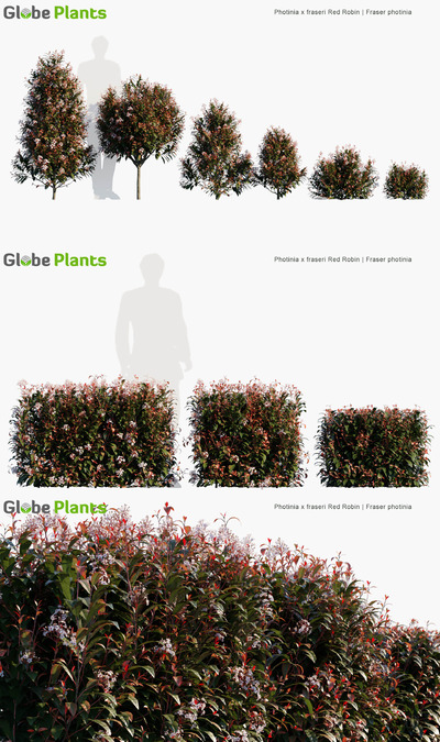 Photinia x fraseri Red Robin开满白色小花的红叶石楠植物3D模型（MAX）