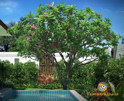 开花的鸡蛋花树3D模型（MAX）