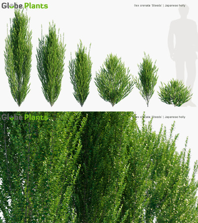 Ilex crenata Steeds钝齿冬青3D模型（MAX）