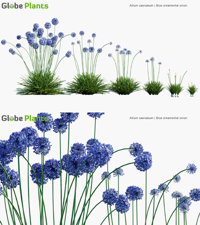 Allium caeruleum棱叶韭植物3D模型（MAX）