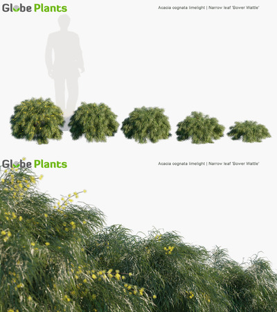 Acacia cognata limelight相思树3D模型（MAX）