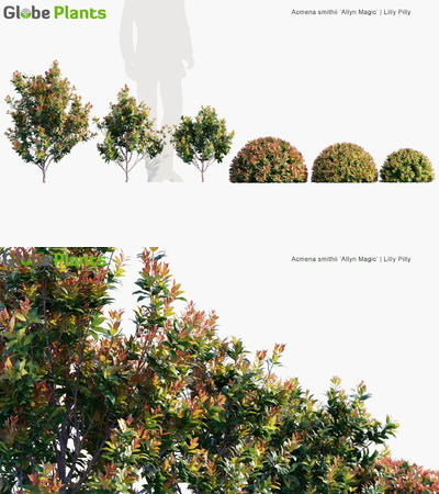 Acmena smithii Allyn Magic澳洲赤楠3D模型（MAX）