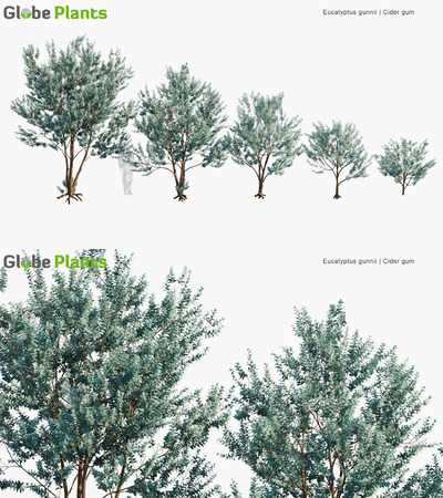 Eucalyptus gunnii桉树3D模型（MAX）