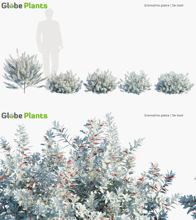 Eremophila glabra澳洲光秃爱沙木3D模型（MAX）
