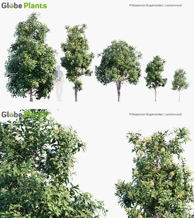 Pittosporum Eugenioides开满黄色花朵的橙香海桐树3D模型（MAX）