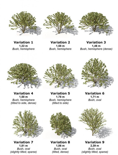 Euonymus多组形态卫矛灌木园林绿植3D模型（OBJ）