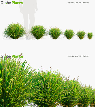 Lomandra Lime新西兰多须草3D模型（MAX）