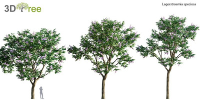 Lagerstroemia speciosa开满紫色花朵的大花紫薇3D模型（FBX,MAX）