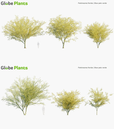 Parkinsonia florida扁轴木绿皮树3D模型（MAX）