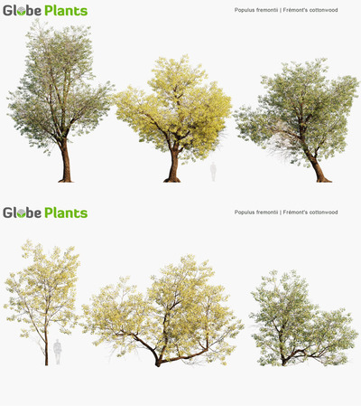 Populus fremontii杨树3D模型（MAX）