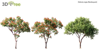 Dolonix regia凤凰木3D模型（FBX,MAX）